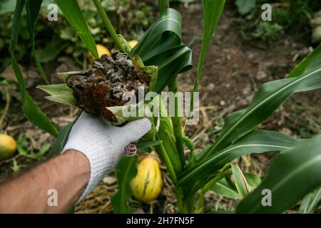 Le smut de bulle se manifeste sous la forme de tumeurs pathologiques galls usarium moniliforme synonyme de F. verticillioides.Fusarium sur l'épi est la maladie la plus commune sur les oreilles. Banque D'Images