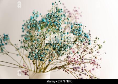 bouquet de fleurs de gitsophila multicolores séchées sur fond blanc.Mise au point sélective.DOF. Banque D'Images