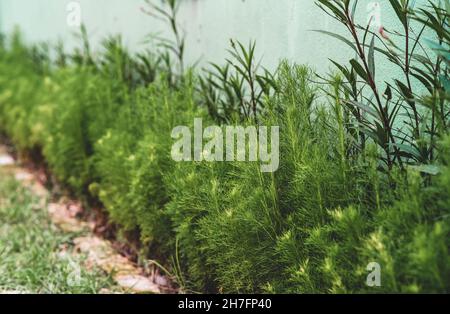 Casuarina equisetifolia est cultivée comme plante ornementale.Il pousse sur les îles de l'Océanie occidentale, ainsi que dans la région australienne. Banque D'Images