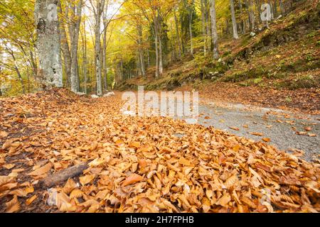 Feuillage à l'intérieur d'une forêt italienne à l'automne long une rue secondaire Banque D'Images