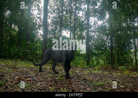 Panther noir ou léopard noir dans la forêt, léopard (mélanistique) Banque D'Images