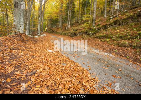 Feuillage à l'intérieur d'une forêt italienne à l'automne long une rue secondaire Banque D'Images