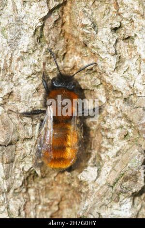 Gros plan vertical sur une abeille minière tawny rouge moelleuse, Andrena fulva Banque D'Images