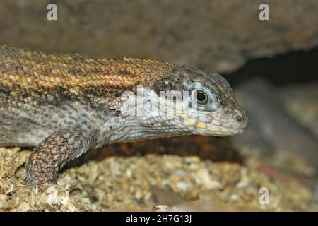 Gros plan sur un lézard à queue courbeuse, Leiocephalus schreibersi Banque D'Images