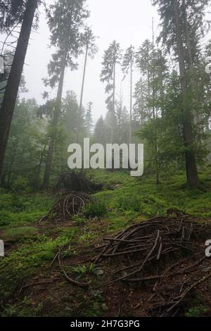 Randonnée matinale dans le parc national de Šumava, en Bohême du Sud. Banque D'Images