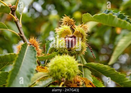 Close up of Branch Avec ouvertes Chestnut Bur Banque D'Images