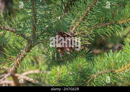 Cône de semence mûr mûr brun de pin sylvestre, Pinus sylvestris dans le parc national de Tara, dans l'ouest de la Serbie Banque D'Images