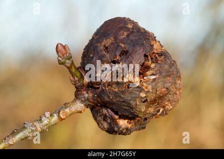 Vieille Galle de Biothiza pallida, une guêpe de Galle, sur une branche avec un bourgeon de feuilles d'un chêne Banque D'Images