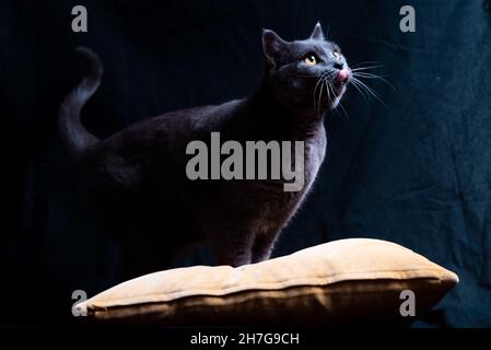 Beau certosino gris chat adulte avec des yeux jaunes tourné en studio sur fond sombre regardant vers la lumière naturelle douce.Également connu sous le nom de Chartreux Banque D'Images