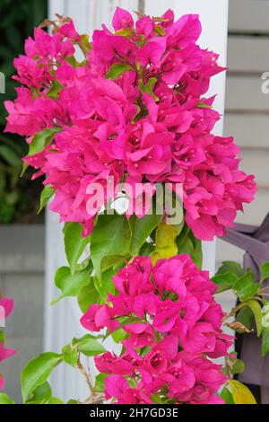 Le buisson de Bougainvillea se développe à côté de bâtiments résidentiels.Paysages d'été, fleurs violettes fleuries. Banque D'Images