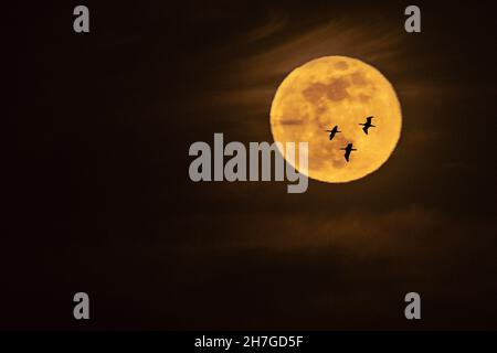 Pleine lune dans un ciel clair - photographie de nuit. Banque D'Images
