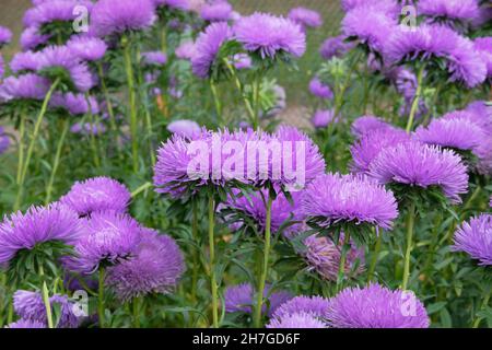 Fond violet vif et pittoresque.Bourgeons d'aster en fleurs dans la pépinière de botanique en automne.Papier peint à fleurs Aster. Banque D'Images