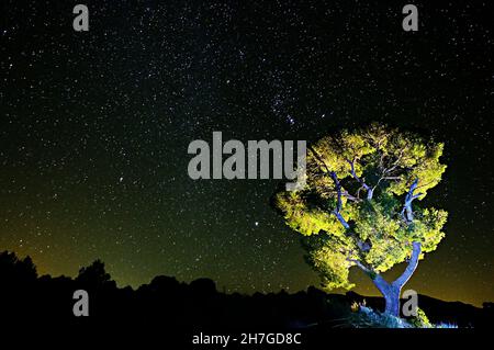 Photographie circumpolaire sur les pins d'un parc naturel Banque D'Images