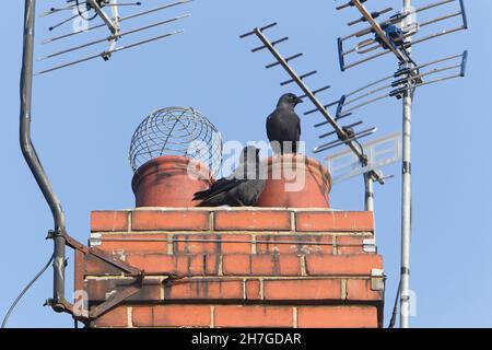 Jackdaws, (Corvus monedula), assis sur une cheminée, Northumberland, Angleterre, Royaume-Uni Banque D'Images