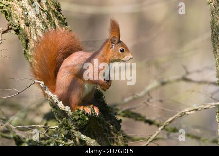 Écureuil roux européen, (Sciurus vulgaris), alerte assise sur la branche, Basse-Saxe, Allemagne Banque D'Images