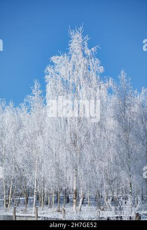 Forêt de bouleau enneigé à la périphérie de Berlin.Le gel forme des cristaux de glace sur les branches.De l'air clair et froid et des rayons du soleil lors de la marche. Banque D'Images