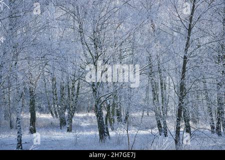 Forêt de bouleau enneigé à la périphérie de Berlin.Le gel forme des cristaux de glace sur les branches.De l'air clair et froid et des rayons du soleil lors de la marche. Banque D'Images