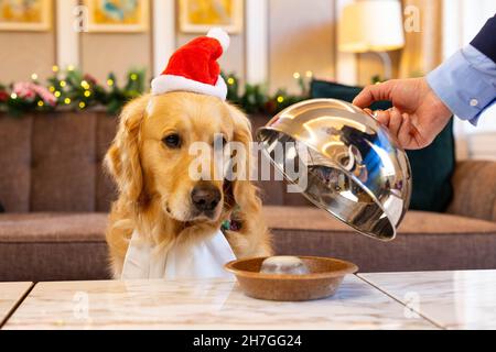 USAGE ÉDITORIAL EXCLUSIF Golden Retriever Boris est prêt à goûter le nouveau menu festif de Hilton pour les chiens, au Biltmore Mayfair, LXR Hotels & Resorts, Londres.Date de publication : le mardi 23 novembre 2021. Banque D'Images