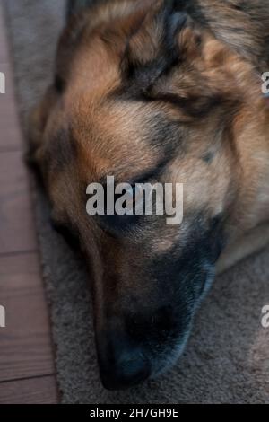 Chien qui pose la tête sur le sol Banque D'Images