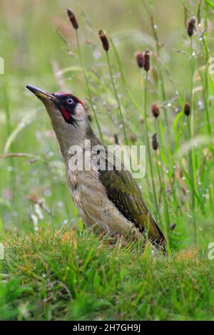 PIC VERT (Picus viridis) fourchant dans l'herbe humide près d'un nid fourrant, Royaume-Uni. Banque D'Images