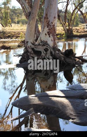 La gomme rouge de la rivière pousse dans la rivière Hugh - Australie centrale Banque D'Images