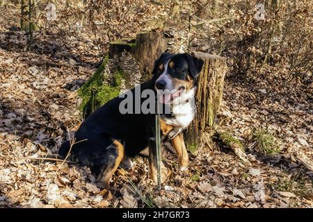 Gros plan d'un grand chien de montagne suisse dans le parc à l'automne Banque D'Images