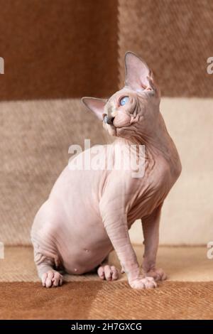 Le chaton masculin Sphinx canadien de luxe est assis sur une couverture en cachemire brun et beige et pose, montrant la poitrine et le ventre, jetant la tête vers l'arrière et regardant Banque D'Images