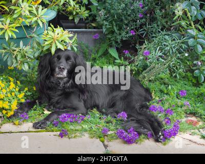 Chien de secours noir se relaxant dans un lit de fleurs de la fin de l'été, jardin. Banque D'Images