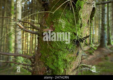 Tronc d'arbre moussy dans la scène forestière.Mousse de tronc d'arbreTronc d'arbre vert mousse.Tronc d'arbre moussy au sol Banque D'Images