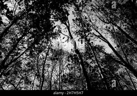 Les arbres d'un bois de Sussex s'envolent dans le ciel à la recherche de lumière.Automne 2021 Banque D'Images