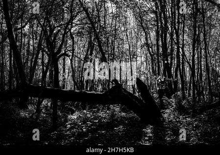 Les arbres d'un bois de Sussex s'envolent dans le ciel à la recherche de lumière.Automne 2021 Banque D'Images