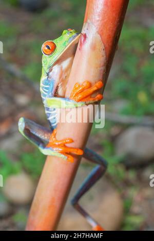 Tige d'escalade de la grenouille à yeux rouges (Agalychins callydrias), Sarapiqui, Costa Rica Banque D'Images