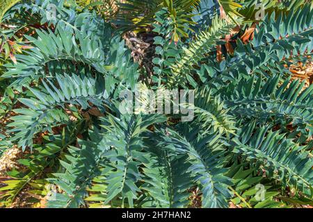 Alexandria cycad a.k.a. dune cycad (Encephalartos arenarius), endémique en Afrique du Sud - Floride, Etats-Unis Banque D'Images