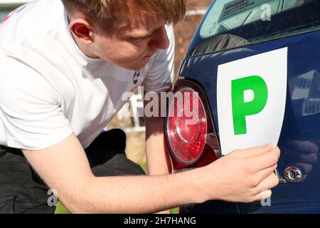 Un nouveau jeune conducteur mettant des plaques P sur sa voiture au Royaume-Uni. Banque D'Images