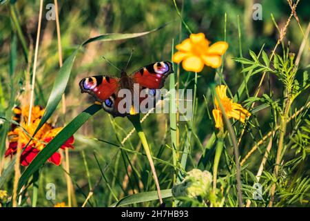 Paon coloré papillon assis sur une fleur jaune dans un pré de fleurs Banque D'Images