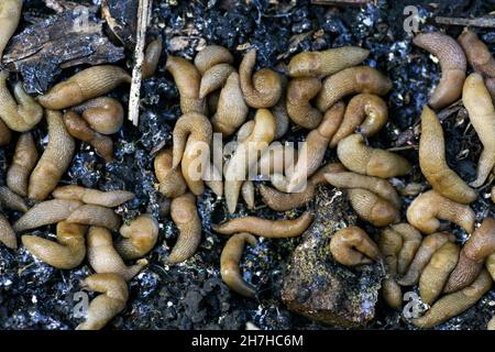 des limaces dans le jardin de l'agriculteur.Un grand groupe de limaces de Gastropoda se cachant à côté d'un potager dans le jardin.Ravageurs des limaces qui gâtent la récolte des plantes et des fruits. Banque D'Images