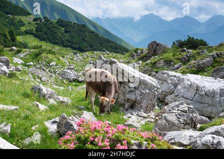 Jeunes bovins, Allgäu Braunvieh, race de bovins domestiques (Bos primigenius taurus), Koblin am Nebelhorn, près d'Oberstdorf, Alllgäu, Allgäu,Bavière, GE Banque D'Images