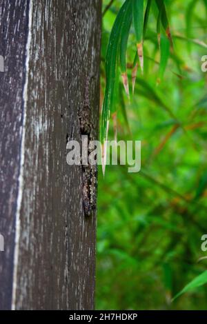 Petit gecko gris brun assis sur un tronc en bois dans un jardin Banque D'Images