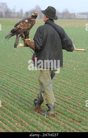 Autocollant Aigle En Vol 100 Cm - Falconnerie - Décoration Voiture, Fourgon - Neuf