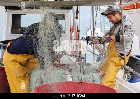 Pêcheurs qui prennent du poisson hors du filet, Novigrad, Istrie, Croatie, Europe. Banque D'Images