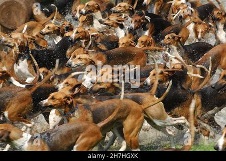 FRANCE.VENERY.LOT DE CHIENS DE CHASSE TRAVERSANT UNE RIVIÈRE. Banque D'Images