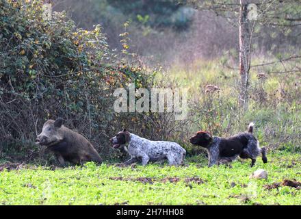 FRANCE.CHIENS CHASSANT UN WILDBOAR.CHAQUE ANNÉE, PLUS DE 1.5 MILLIONS DE WILDBOARS SONT TUÉS EN FRANCE. Banque D'Images