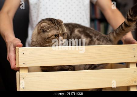 Drôle Scottish Fold chat se tient dans une boîte en bois tenue par une femme.Concept de jeux avec animaux.Le propriétaire s'amuse avec son animal adoré. Banque D'Images