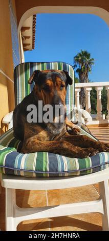 Photo verticale d'un joli chien moelleux reposant sur une chaise de plage à l'extérieur sous le soleil éclatant Banque D'Images