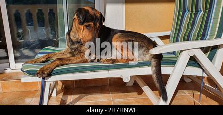 Gros plan d'un chien mignon reposant sur une chaise de plage sur le balcon Banque D'Images