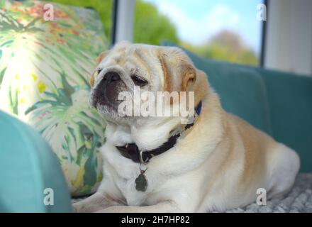 Chien PUG avec le visage sérieux à la maison par la fenêtre. Banque D'Images
