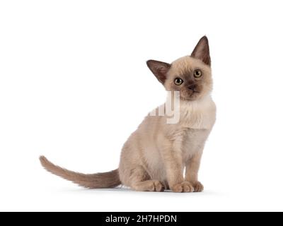 Adorable chocolat point chat birman chaton, assis côtés.En regardant vers l'appareil photo.Isolé sur un fond blanc. Banque D'Images