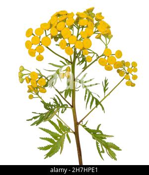 La fleur de Tansy (Tanacetum vulgare) est isolée sur un fond blanc Banque D'Images