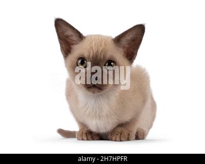 Adorable chat birman point chocolat chaton, en position allongée face à l'avant.En regardant vers l'appareil photo.Isolé sur un fond blanc. Banque D'Images