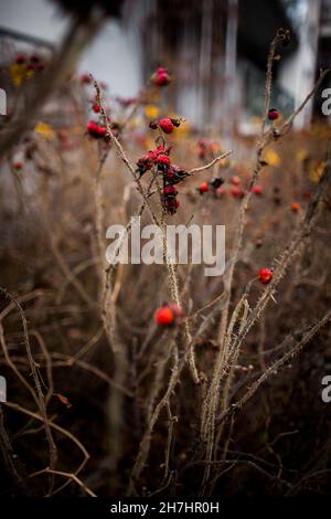 Sauvage flétrissent les hanches roses dans la ferme d'automne, les fruits secs de rosehip bâtiment en arrière-plan, la végétation sèche d'automne, lit de fleur urbain, Banque de fleurs Banque D'Images